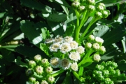 <strong>Asteraceae - Psiadia retusa - (Lam.) DC.</strong><br />© Sarrailh Jean-Michel / CIRAD