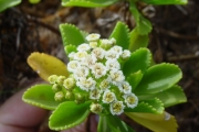 <strong>Asteraceae - Psiadia retusa - (Lam.) DC.</strong><br />© Sarrailh Jean-Michel / CIRAD