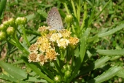 <strong>Asteraceae - Psiadia retusa - (Lam.) DC.</strong><br />© Baret Stéphane