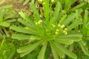 <strong>Asteraceae - Psiadia retusa - (Lam.) DC.</strong><br />© Sarrailh Jean-Michel / CIRAD