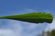 <strong>Asteraceae - Psiadia retusa - (Lam.) DC.</strong><br />© Sarrailh Jean-Michel / CIRAD