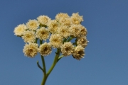 <strong>Asteraceae - Psiadia retusa - (Lam.) DC.</strong><br />© Sarrailh Jean-Michel / CIRAD