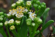 <strong>Asteraceae - Psiadia retusa - (Lam.) DC.</strong><br />© Sarrailh Jean-Michel / CIRAD