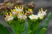 <strong>Asteraceae - Psiadia retusa - (Lam.) DC.</strong><br />© Sarrailh Jean-Michel / CIRAD