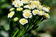 <strong>Asteraceae - Psiadia retusa - (Lam.) DC.</strong><br />© Sarrailh Jean-Michel / CIRAD