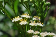 <strong>Asteraceae - Psiadia retusa - (Lam.) DC.</strong><br />© Sarrailh Jean-Michel / CIRAD