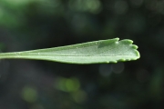 <strong>Asteraceae - Psiadia retusa - (Lam.) DC.</strong><br />© Sarrailh Jean-Michel / CIRAD
