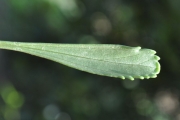 <strong>Asteraceae - Psiadia retusa - (Lam.) DC.</strong><br />© Sarrailh Jean-Michel / CIRAD