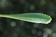 <strong>Asteraceae - Psiadia retusa - (Lam.) DC.</strong><br />© Sarrailh Jean-Michel / CIRAD