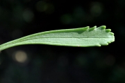 <strong>Asteraceae - Psiadia retusa - (Lam.) DC.</strong><br />© Sarrailh Jean-Michel / CIRAD