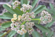 <strong>Asteraceae - Psiadia retusa - (Lam.) DC.</strong><br />© Sarrailh Jean-Michel / CIRAD