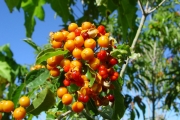 <strong>Pittosporaceae - Pittosporum senacia - Putt.</strong><br />© Sarrailh Jean-Michel / CIRAD