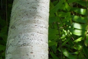 <strong>Pittosporaceae - Pittosporum senacia - Putt.</strong><br />© Sarrailh Jean-Michel / CIRAD