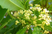 <strong>Pittosporaceae - Pittosporum senacia - Putt.</strong><br />© Sarrailh Jean-Michel / CIRAD