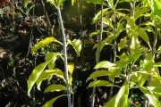 <strong>Pittosporaceae - Pittosporum senacia - Putt.</strong><br />© Sarrailh Jean-Michel / CIRAD