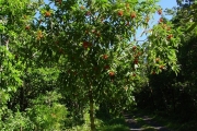 <strong>Pittosporaceae - Pittosporum senacia - Putt.</strong><br />© Sarrailh Jean-Michel / CIRAD