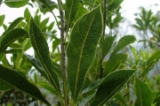 <strong>Pittosporaceae - Pittosporum senacia - Putt.</strong><br />© Sarrailh Jean-Michel / CIRAD