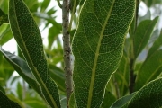 <strong>Pittosporaceae - Pittosporum senacia - Putt.</strong><br />© Sarrailh Jean-Michel / CIRAD
