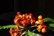 <strong>Pittosporaceae - Pittosporum senacia - Putt.</strong><br />© Sarrailh Jean-Michel / CIRAD