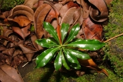<strong>Pittosporaceae - Pittosporum senacia - Putt.</strong><br />© Sarrailh Jean-Michel / CIRAD