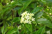 <strong>Pittosporaceae - Pittosporum senacia - Putt.</strong><br />© Sarrailh Jean-Michel / CIRAD
