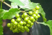<strong>Pittosporaceae - Pittosporum senacia - Putt.</strong><br />© Sarrailh Jean-Michel / CIRAD