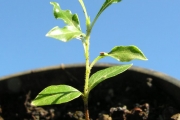 <strong>Pittosporaceae - Pittosporum senacia - Putt.</strong><br />© Sarrailh Jean-Michel / CIRAD