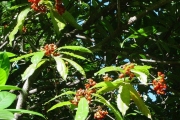 <strong>Pittosporaceae - Pittosporum senacia - Putt.</strong><br />© Sarrailh Jean-Michel / CIRAD
