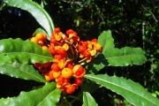 <strong>Pittosporaceae - Pittosporum senacia - Putt.</strong><br />© Sarrailh Jean-Michel / CIRAD