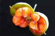 <strong>Pittosporaceae - Pittosporum senacia - Putt.</strong><br />© Sarrailh Jean-Michel / CIRAD