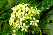 <strong>Pittosporaceae - Pittosporum senacia - Putt.</strong><br />© Sarrailh Jean-Michel / CIRAD