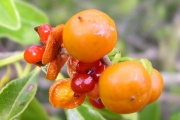 <strong>Pittosporaceae - Pittosporum senacia - Putt.</strong><br />© Perroud Annaïg