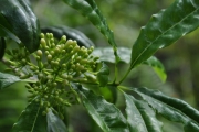 <strong>Pittosporaceae - Pittosporum senacia - Putt.</strong><br />© Sarrailh Jean-Michel / CIRAD