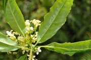 <strong>Pittosporaceae - Pittosporum senacia - Putt.</strong><br />© Sarrailh Jean-Michel / CIRAD
