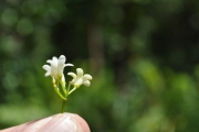 <strong>Pittosporaceae - Pittosporum senacia - Putt.</strong><br />© Sarrailh Jean-Michel / CIRAD