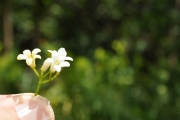 <strong>Pittosporaceae - Pittosporum senacia - Putt.</strong><br />© Sarrailh Jean-Michel / CIRAD