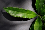 <strong>Pittosporaceae - Pittosporum senacia - Putt.</strong><br />© Sarrailh Jean-Michel / CIRAD