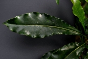 <strong>Pittosporaceae - Pittosporum senacia - Putt.</strong><br />© Sarrailh Jean-Michel / CIRAD