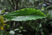 <strong>Pittosporaceae - Pittosporum senacia - Putt.</strong><br />© Sarrailh Jean-Michel / CIRAD