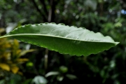 <strong>Pittosporaceae - Pittosporum senacia - Putt.</strong><br />© Sarrailh Jean-Michel / CIRAD