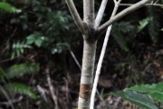 <strong>Pittosporaceae - Pittosporum senacia - Putt.</strong><br />© Sarrailh Jean-Michel / CIRAD