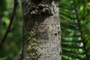 <strong>Pittosporaceae - Pittosporum senacia - Putt.</strong><br />© Sarrailh Jean-Michel / CIRAD