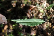<strong>Pittosporaceae - Pittosporum senacia - Putt.</strong><br />© Sarrailh Jean-Michel / CIRAD