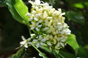<strong>Pittosporaceae - Pittosporum senacia - Putt.</strong><br />© Sarrailh Jean-Michel / CIRAD