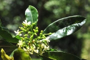 <strong>Pittosporaceae - Pittosporum senacia - Putt.</strong><br />© Sarrailh Jean-Michel / CIRAD