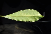 <strong>Pittosporaceae - Pittosporum senacia - Putt.</strong><br />© Sarrailh Jean-Michel / CIRAD