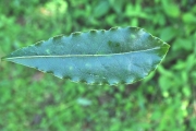<strong>Pittosporaceae - Pittosporum senacia - Putt.</strong><br />© Sarrailh Jean-Michel / CIRAD