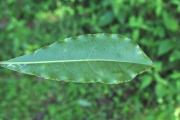 <strong>Pittosporaceae - Pittosporum senacia - Putt.</strong><br />© Sarrailh Jean-Michel / CIRAD