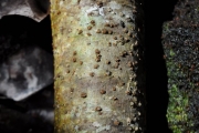 <strong>Pittosporaceae - Pittosporum senacia - Putt.</strong><br />© Sarrailh Jean-Michel / CIRAD