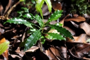 <strong>Pittosporaceae - Pittosporum senacia - Putt.</strong><br />© Sarrailh Jean-Michel / CIRAD